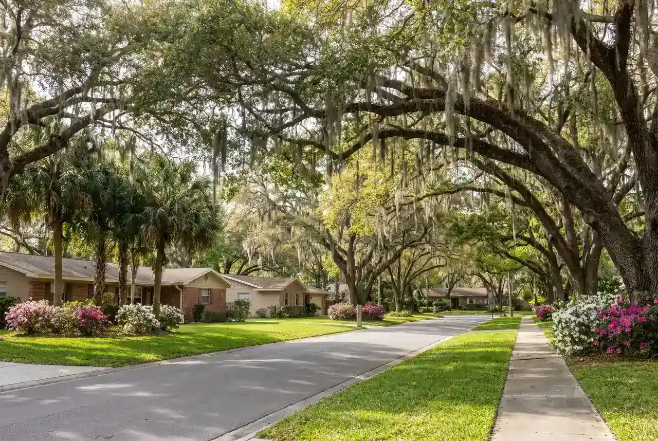 Residential street shaded by large oak trees