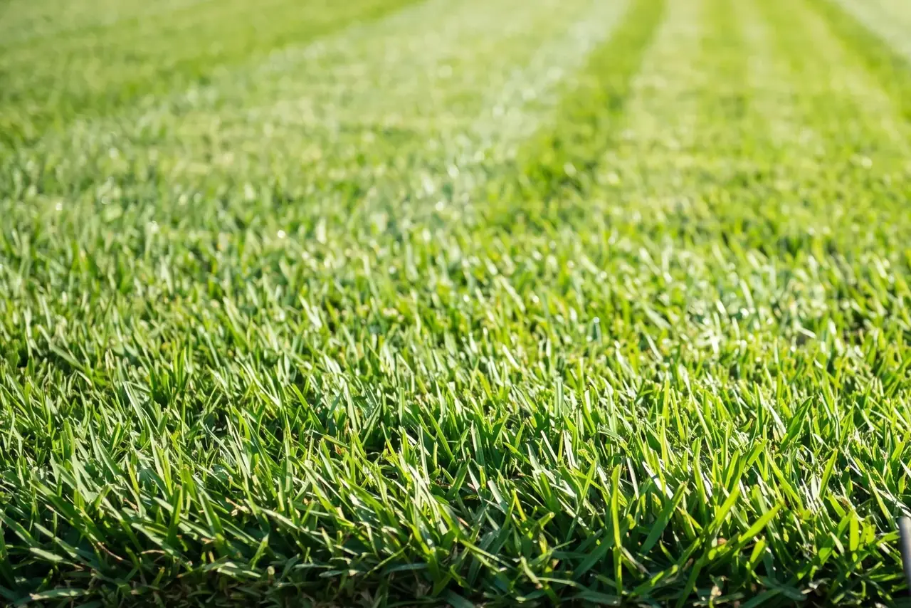 Freshly mowed lawn with crisp stripes