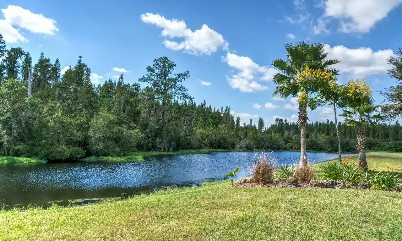 Palms and a mowed lawn beside a pond