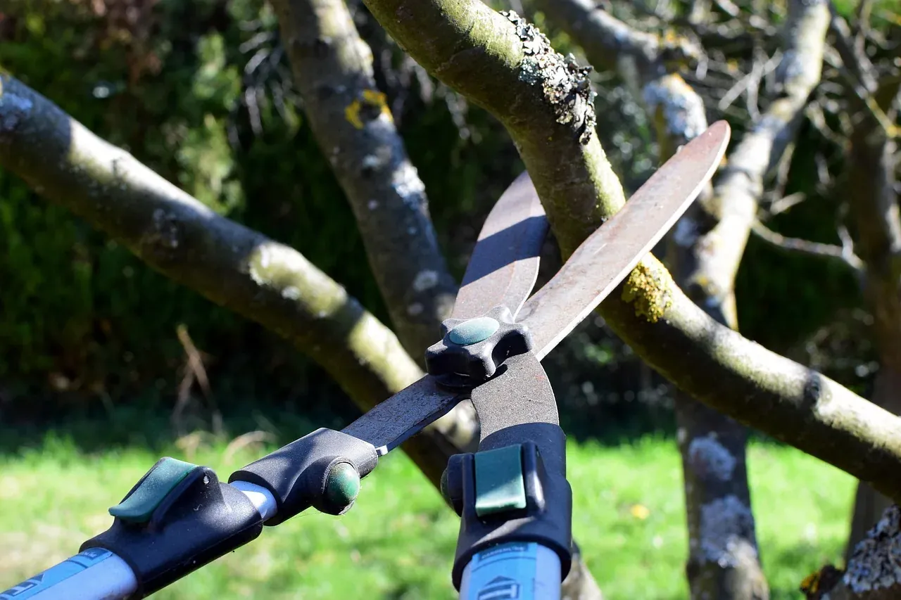Pruning shears resting on cut branches