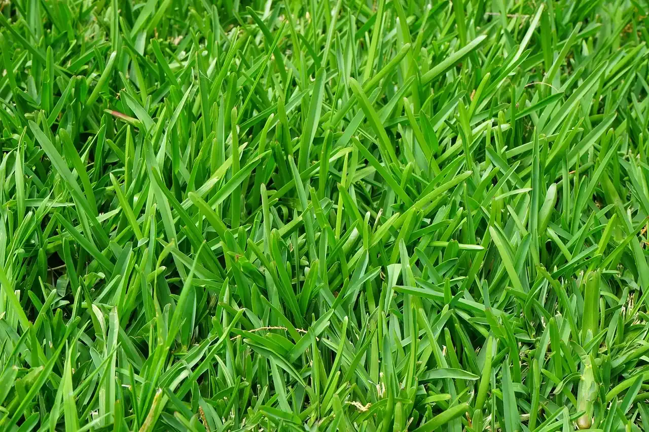 Close view of dense green turf
